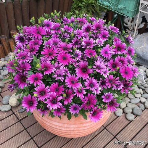 小菊花种子盆栽,怎么种菊花种子不用土