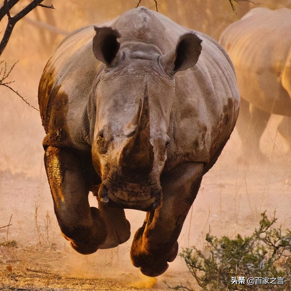 最强十大动物排名东北虎排位第一,有哪些动物能与东北虎一战