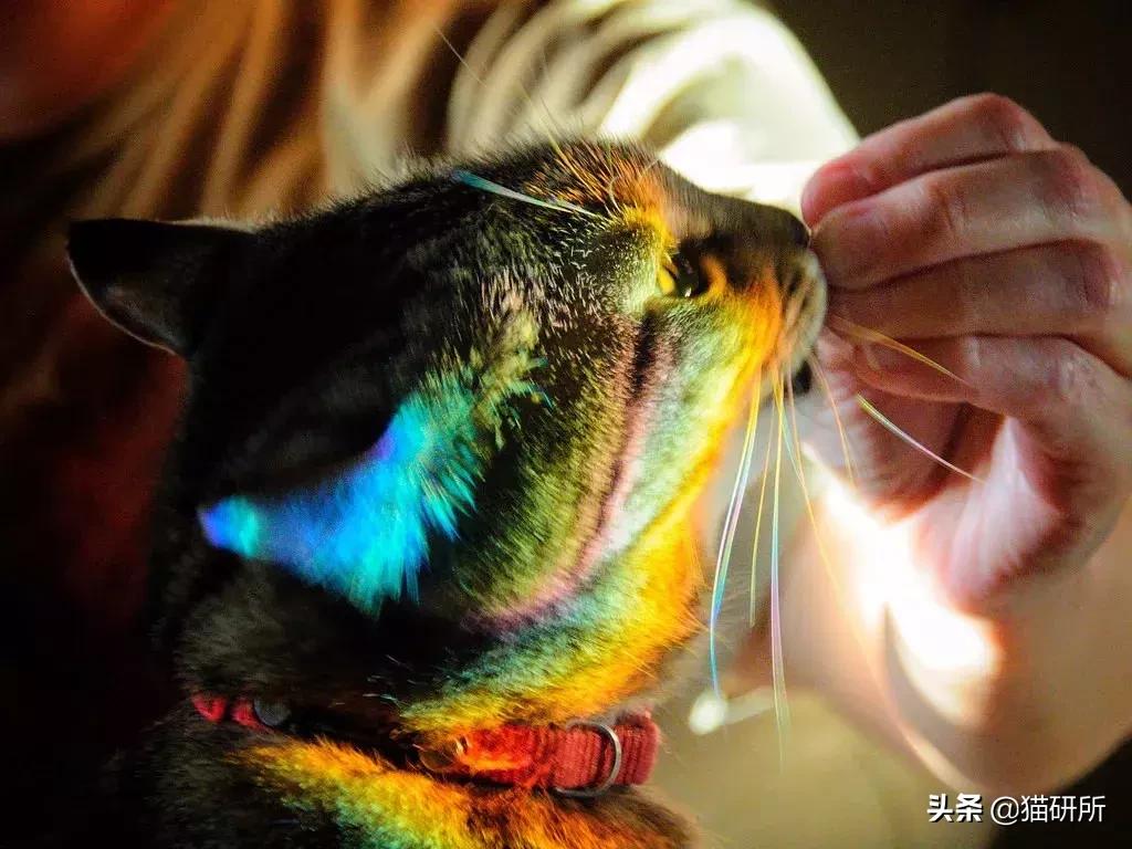 辟谣猫咪真的会记仇吗,有睾丸的猫咪是男猫还是女猫