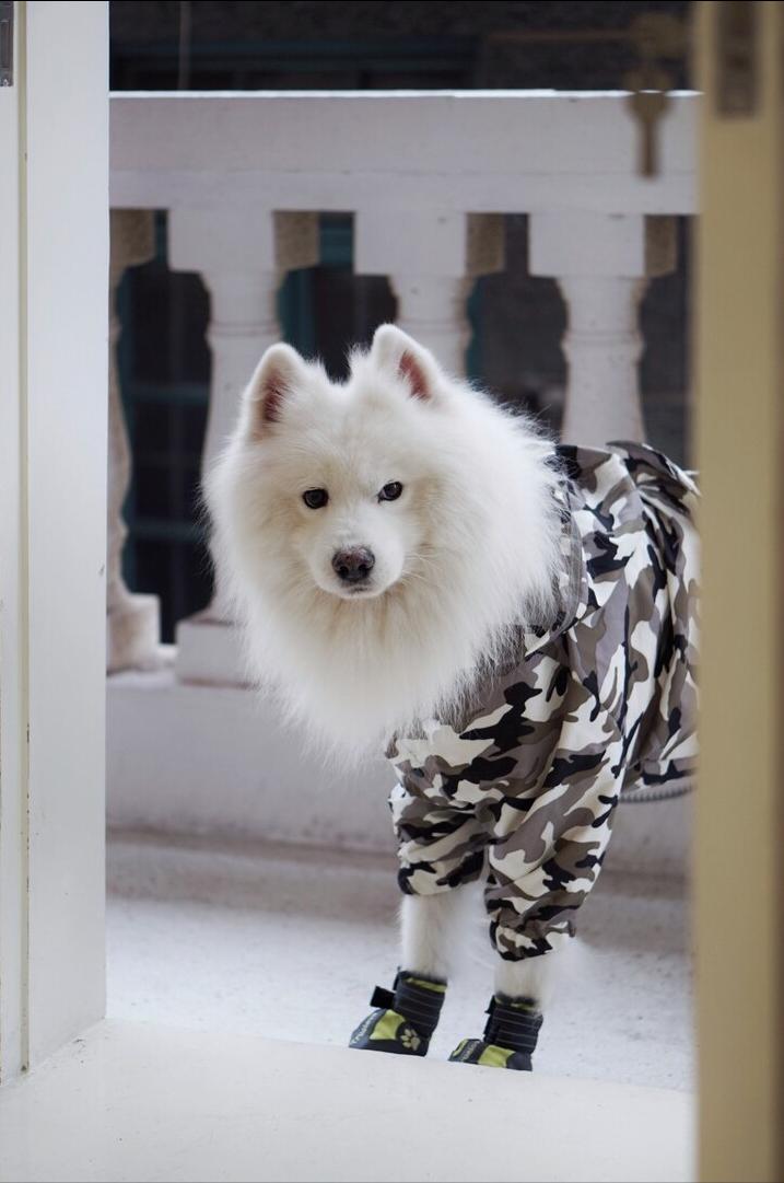 萨摩耶犬和金毛犬性格的区别,萨摩耶的七个特征