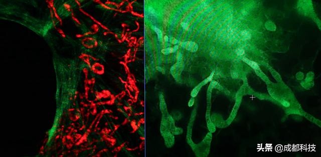生命科学研究揭秘细胞的小秘密,探索细胞奥秘