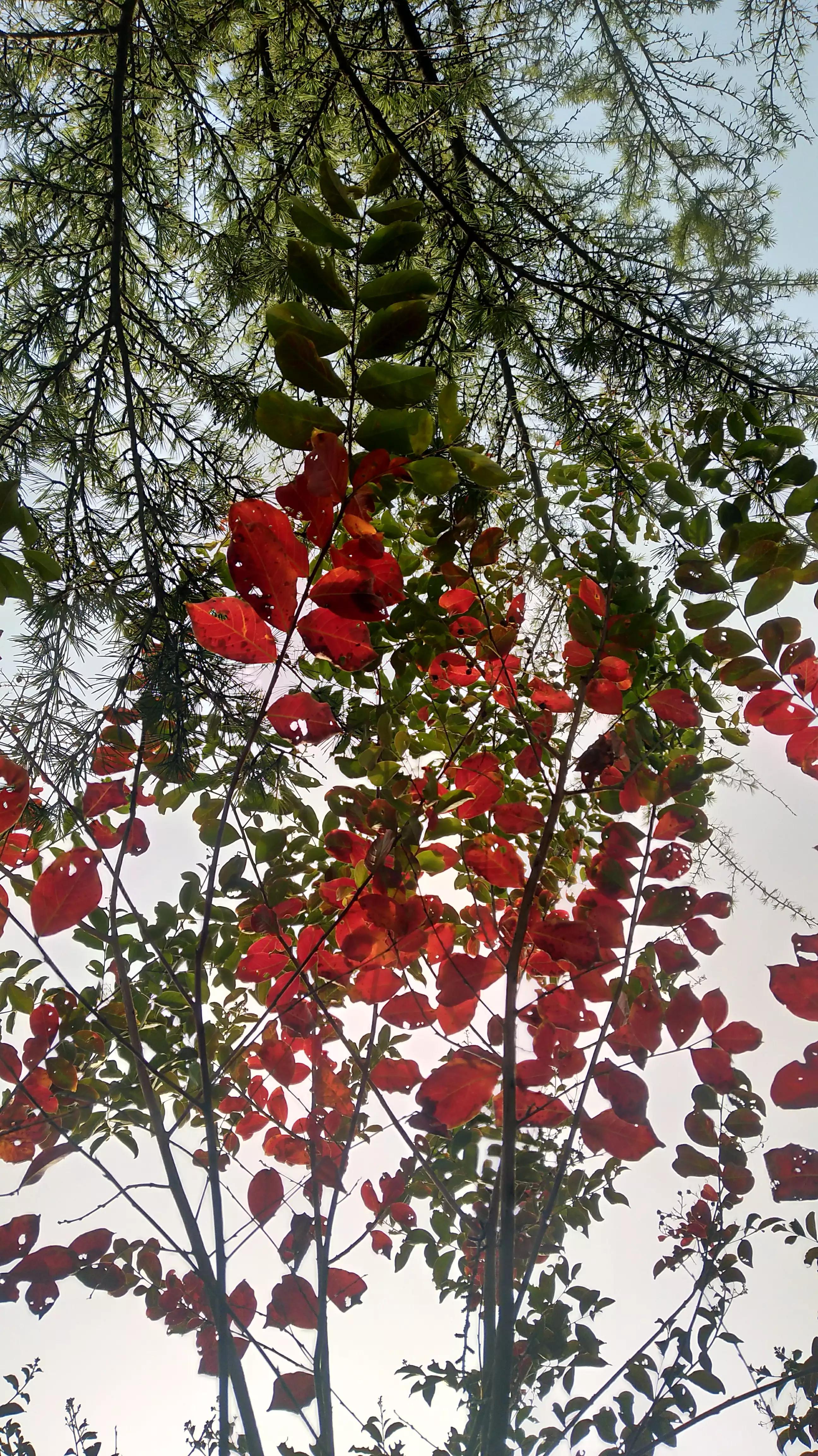 春天的红叶李花,红叶李的花