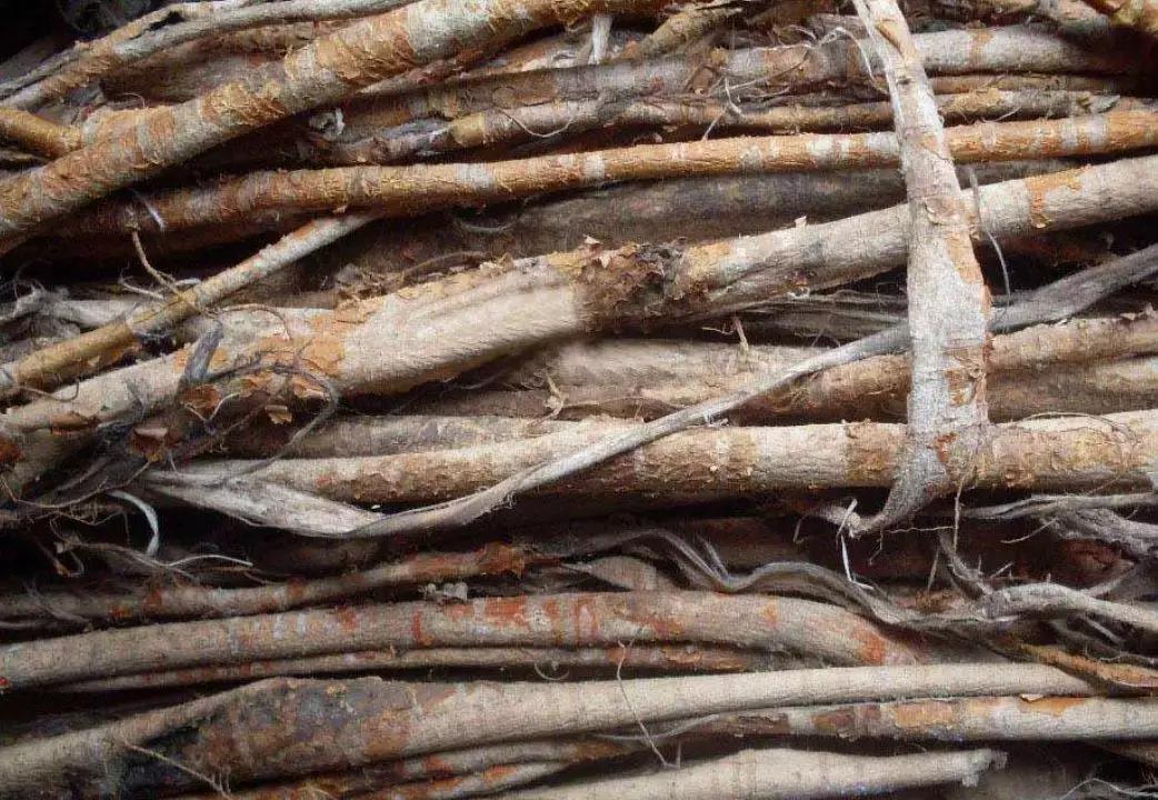 50年的老桑树桑白皮的药用价值,桑树全身有8味中药