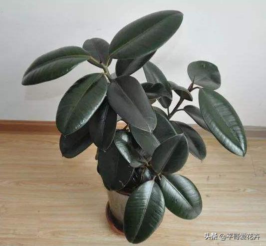 吸甲醛绿植室内组合,适合冬天放客厅吸甲醛的绿植排名