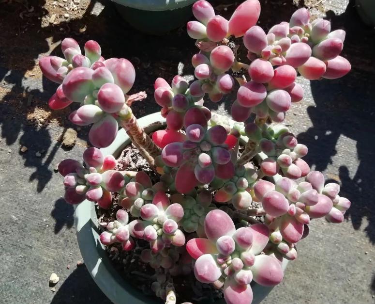 多肉养出状态来有多美?这102种多肉控养上色之后美呆了