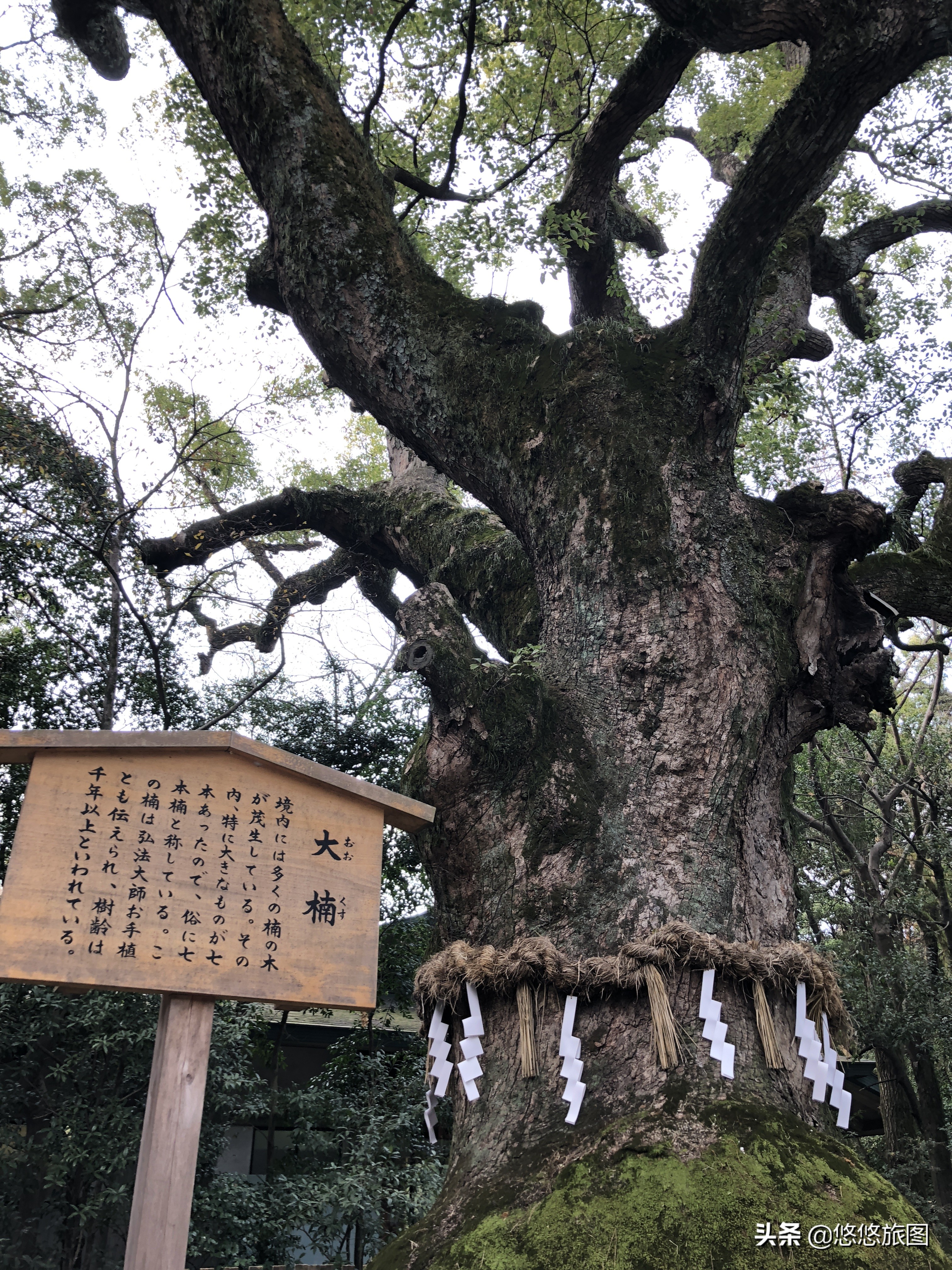 名古屋到白川乡两日游,名古屋之旅全集视频