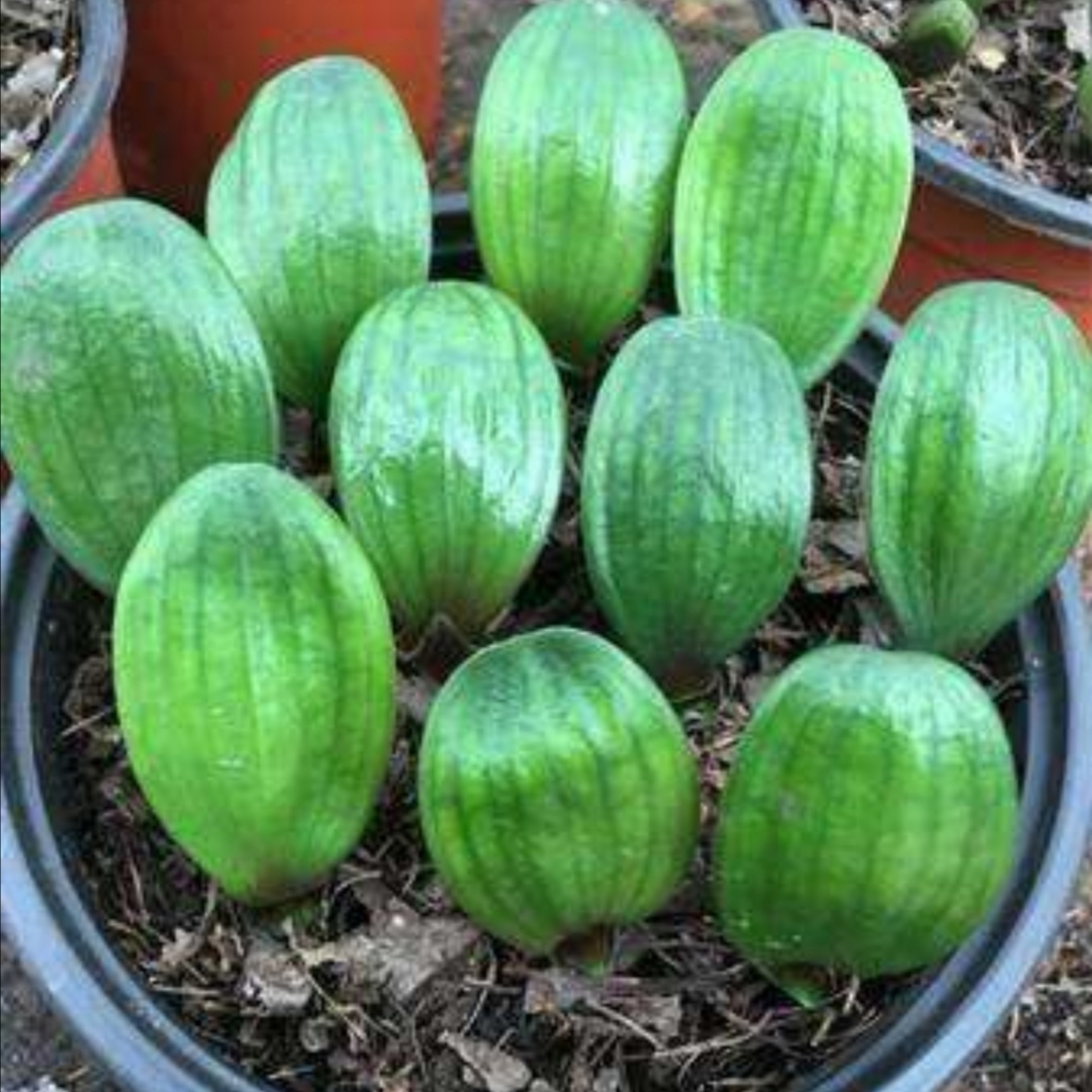 君子兰种子繁殖到开花需要几年,君子兰分株与种子繁殖有什么区别