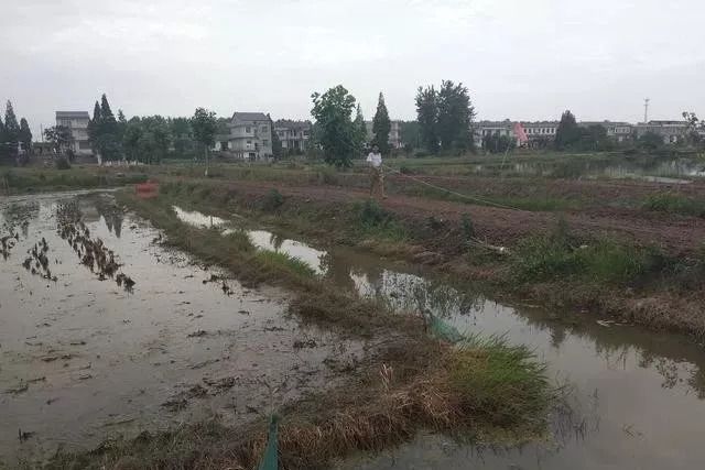 稻虾养殖需要注意什么,稻虾养殖方法及注意事项