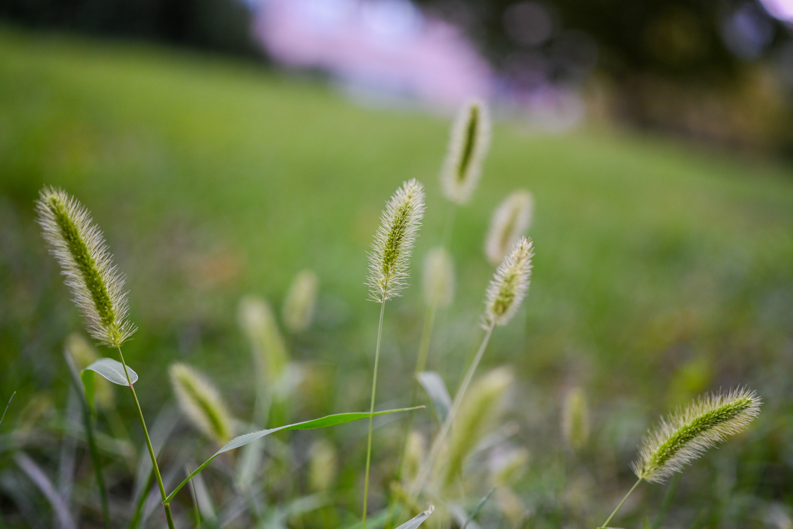 尼康z70-200怎么扫街,尼康z卡口扫街和风光镜头推荐