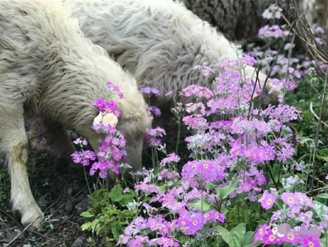 芳踪难觅濒危花!清新治愈篇:沙漠高原是吾家,豹子花的春天来了