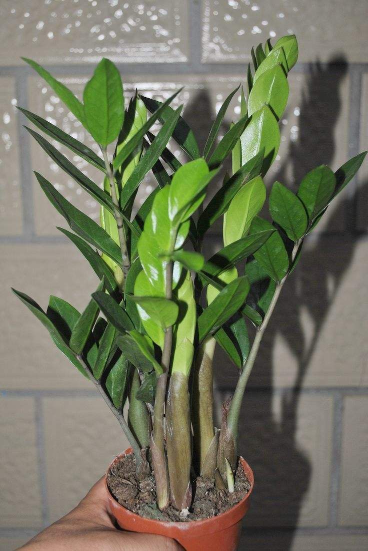 金钱树怎么养才能长得快又茂盛,金钱树怎么养才是正确的