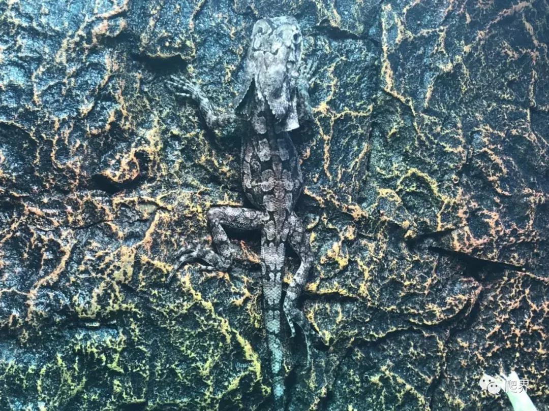 伦敦的爬宠店,隐藏在小区深处的店铺