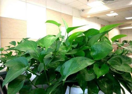 绿萝怎么养才能更旺盛不会有黄叶,绿萝叶子没有光泽变黄怎么办