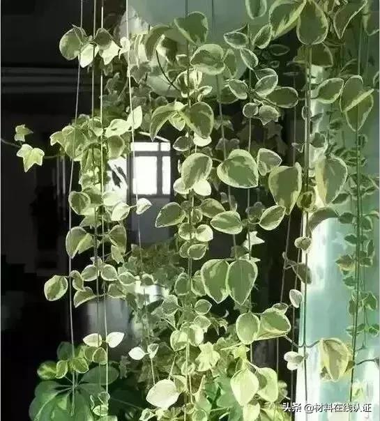 植物窗帘效果图大全,植物窗帘图案