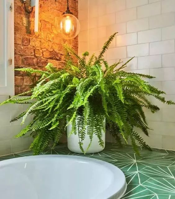 厨房除油烟味的植物,厨房吸油烟除异味