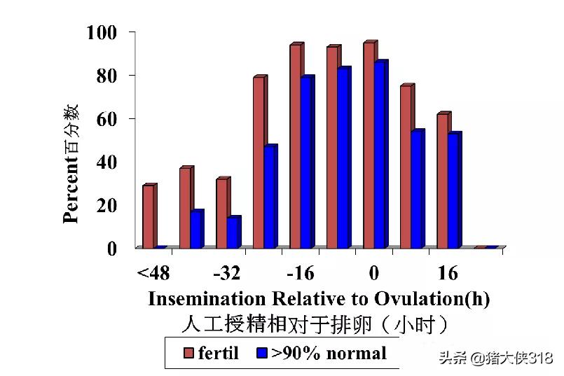 人工授精时间的把握对受胎率的影响「养猪那些事」