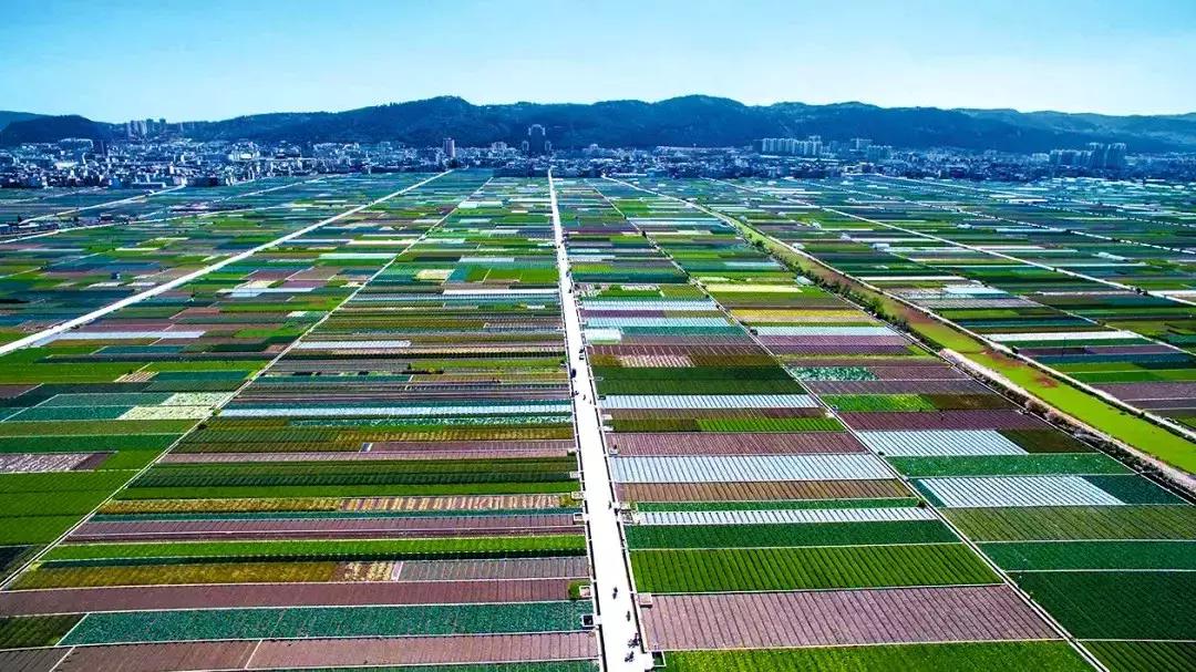 云南玉溪市蔬菜种植基地,玉溪通海蔬菜种植基地