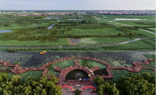 淮阳龙湖:神州第一荷