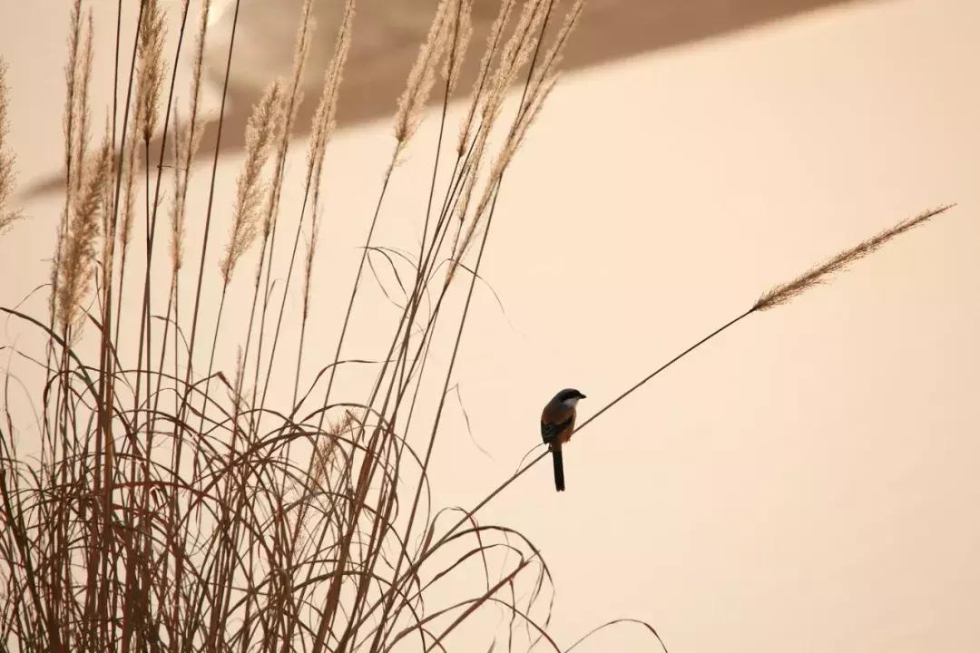 芒种黄龄清唱,芒种百里玄策