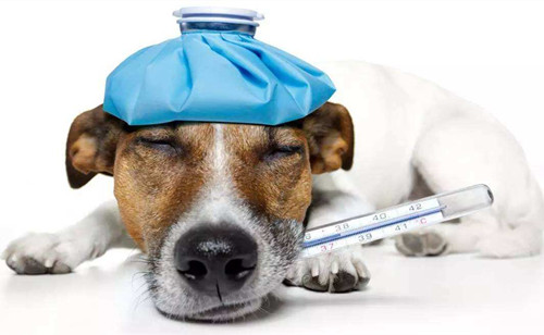 狗狗感冒咳嗽重不进食打什么针好,狗狗感染细小输液都需要什么药