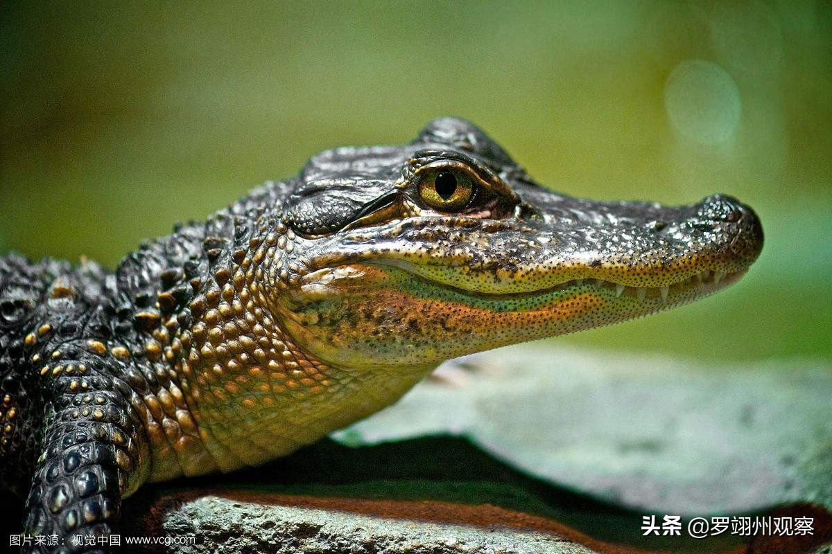 假如鳄鱼咬住了你的脚你该怎么办,要是鳄鱼咬住了人你咋办