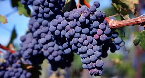 梅洛:红葡萄品种皇后,葡萄世界的领家女孩!