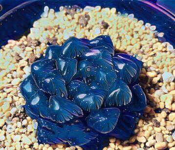 冰灯玉露多肉,冰灯玉露多肉植物