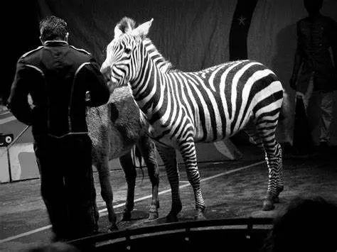 斑马没有斑,斑马没有斑马纹