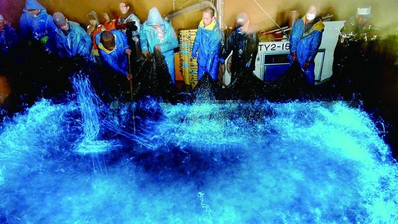 原来那片荧光海是真的存在的,荧光大海