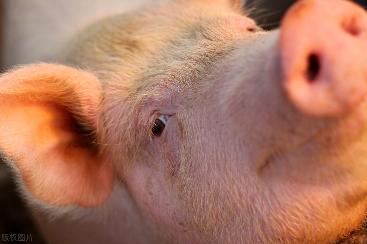 猪水肿病的诊断与治疗