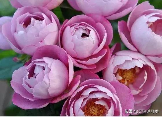 阳台种月季光照少怎么办,光照不好可以养石榴吗