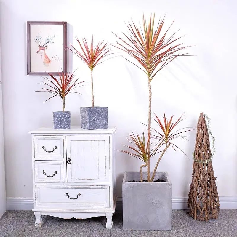 室内清除甲醛的花,吸甲醛又无毒的花