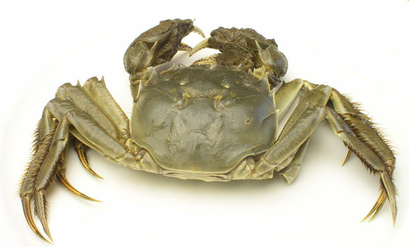 大闸蟹俗称什么,野生中华绒毛大闸蟹