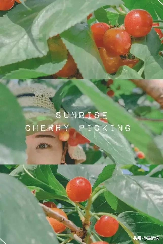 成都摘樱桃的地方不要门票,成都摘樱桃人少的地方