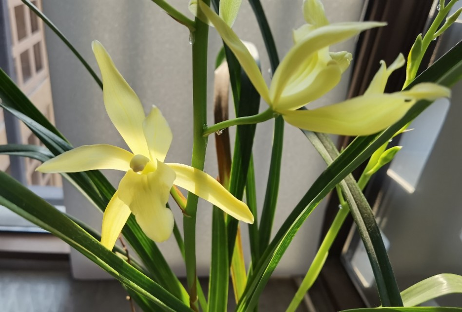 香味浓又勤花的兰花,兰花经典精品欣赏