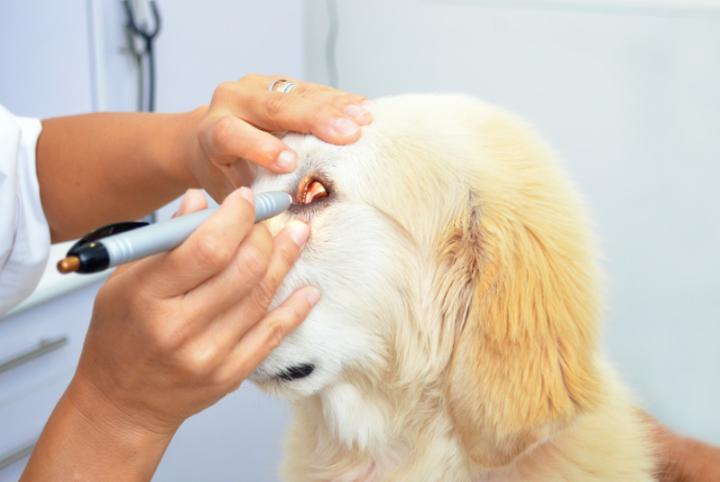 刚满月小狗老是吐白沫正常吗,满月的小狗眼睛有泪痕