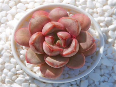 葡萄多肉怎么养,葡萄多肉怎么养漂亮