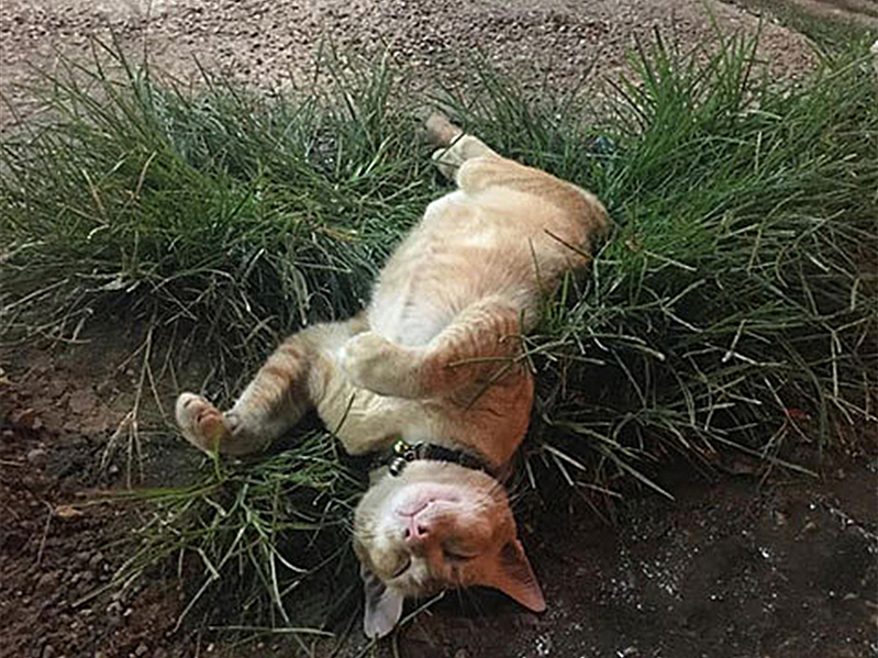 流浪橘猫金背银床跑进家里,流浪小奶猫在路人衣服里