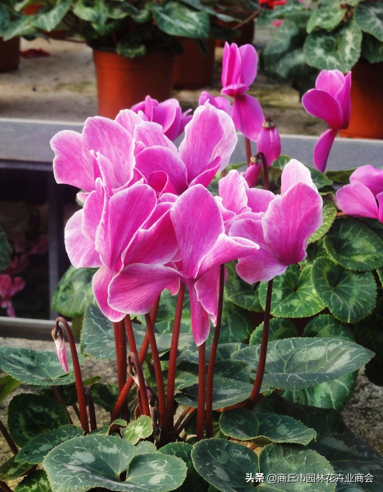 仙客来烂根的处理视频,仙客来种球烂根后怎么重新栽种