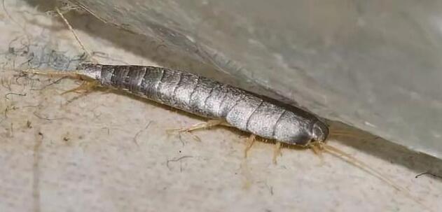 国外网友分享的动植物昆虫笔记,北方常见的昆虫科普知识大全集