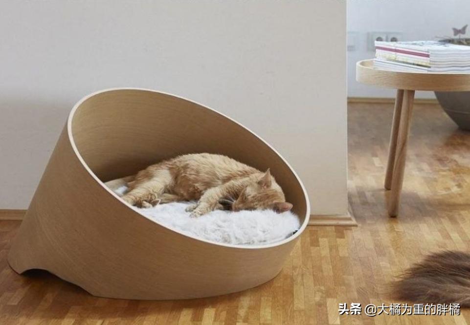 猫咪一到晚上就呕吐怎么办,猫咪晚上闹腾怎么解决