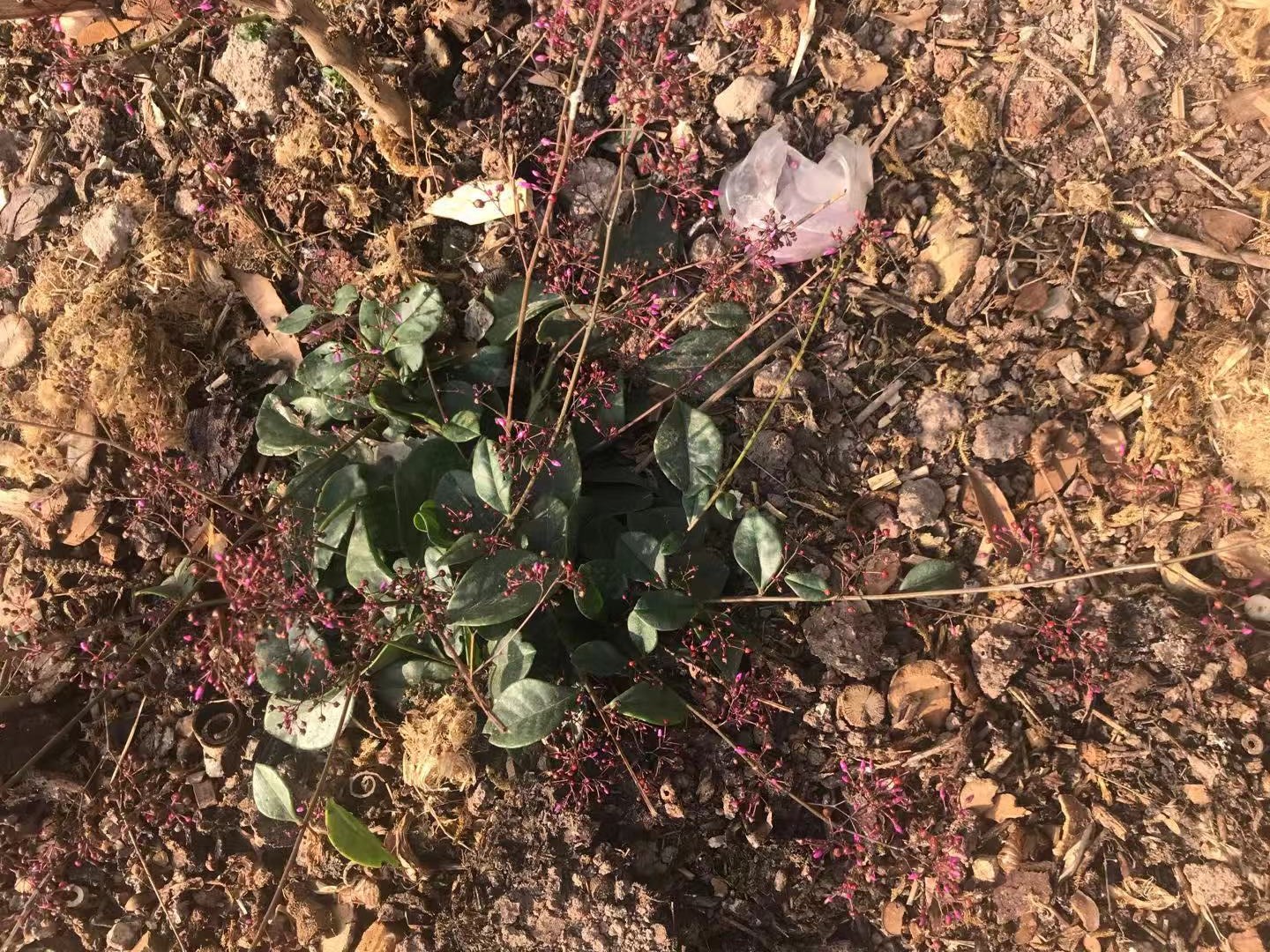 野土人参图片及药用功效,土人参的神奇功效