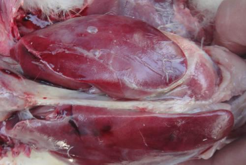 鸭（鹅）传染性浆膜炎的诊断与防制