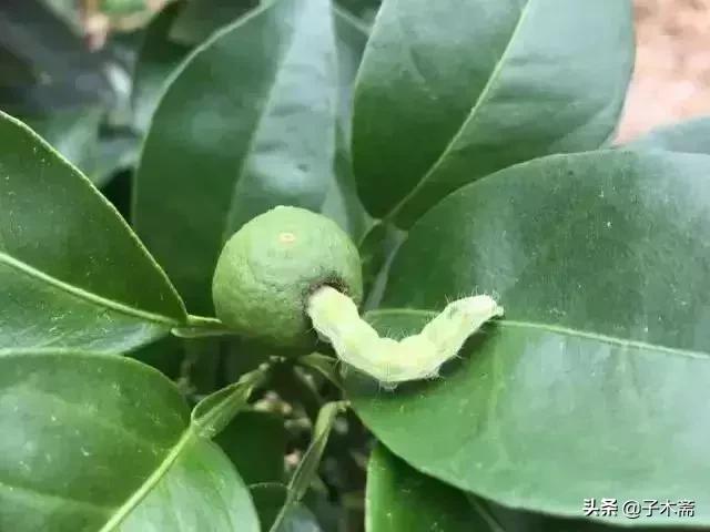 柑橘大实蝇和柑橘小实蝇常规虫害,柑橘虫害高清图谱及防治方法