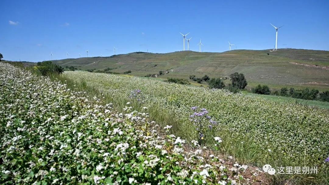 朔州平鲁区产业,荞麦加工与产品开发新技术