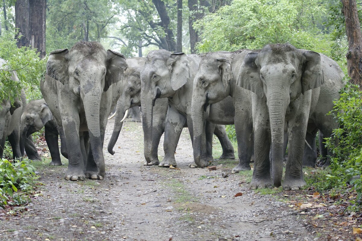 云南大象为什么往北迁徙,云南大象迁徙小象艰难爬出水沟