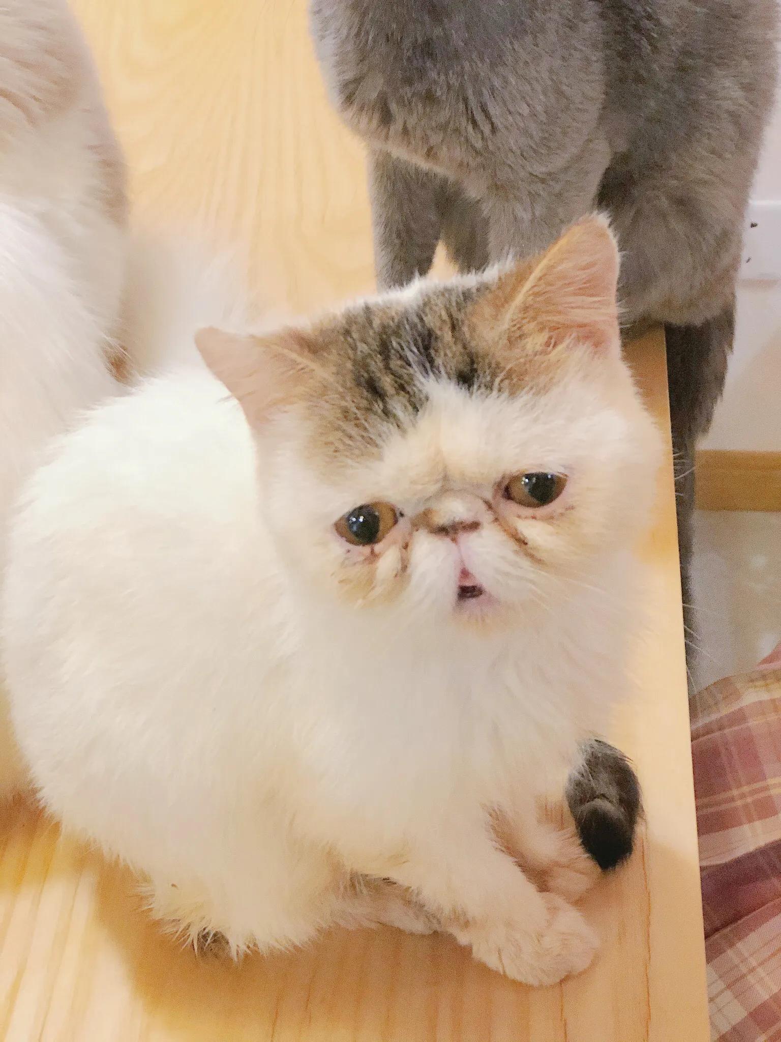 重庆探店｜换装撸猫撸羊驼撸龙猫，高萌预警