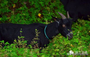 羊胎素要调配什么才可以抗衰老,羊胚胎素和羊胎素有什么不同