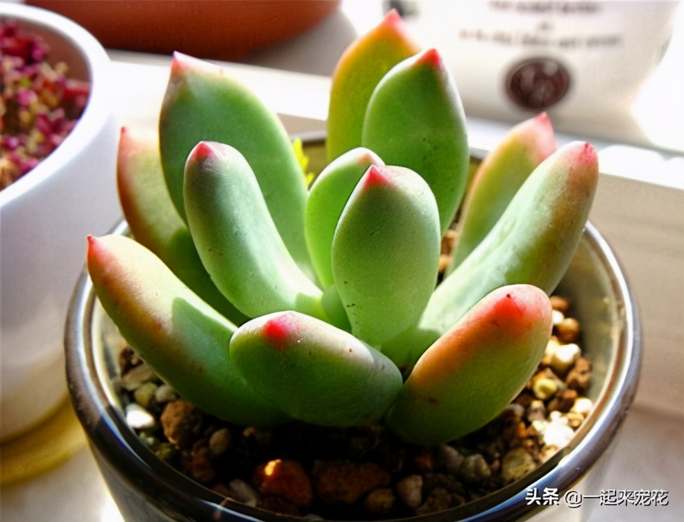 晚霞多肉叶片打蔫,火狐狸多肉叶片不打蔫