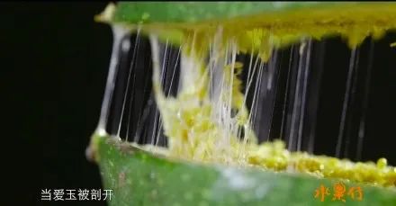 比冰棍养生,比奶茶解暑,三伏天的Q弹爽滑都在这碗中